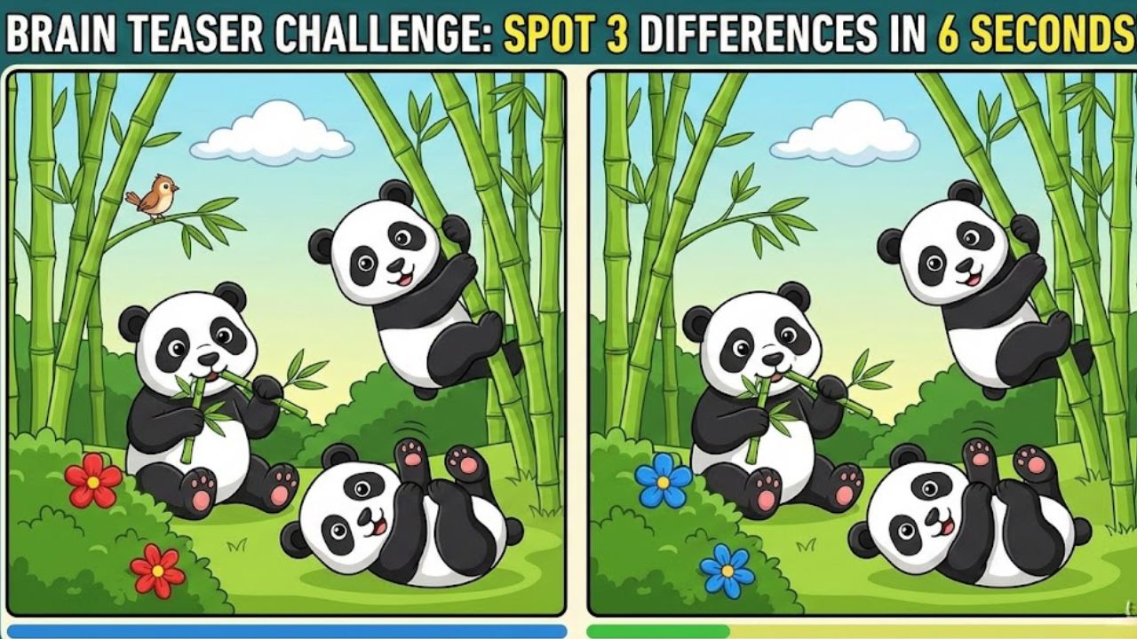 Brain Teaser Challenge: Can You Spot 3 Differences in the Panda Images Within 6 Seconds