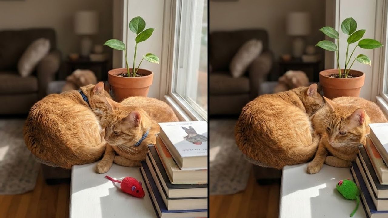 Spot the Difference Game: Find 3 Differences in Cat Pictures in 15 Seconds