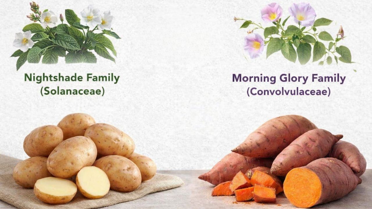 Many people don’t realize it, but sweet potatoes and regular potatoes aren’t closely related at all “here’s why”